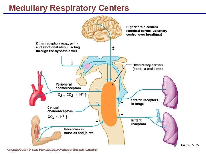 Medullary Respiratory Centers Figure 22. 25 Copyright © 2004 Pearson Education, Inc. , publishing