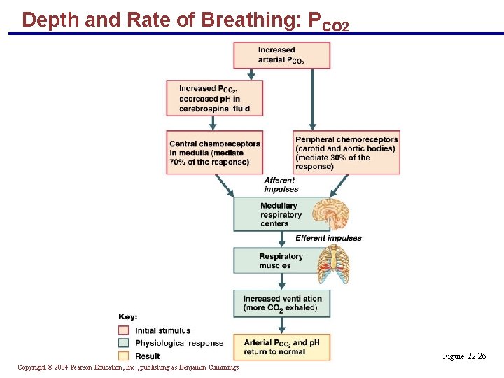 Depth and Rate of Breathing: PCO 2 Figure 22. 26 Copyright © 2004 Pearson