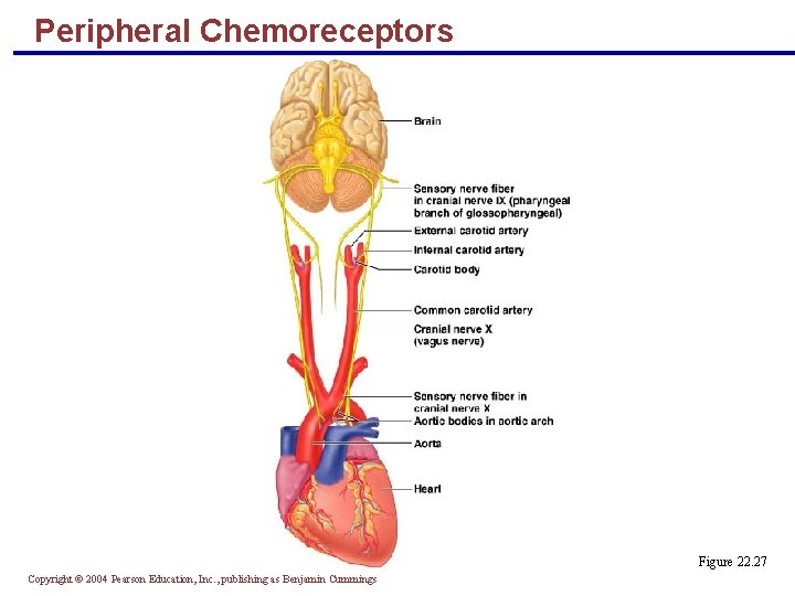 Peripheral Chemoreceptors Figure 22. 27 Copyright © 2004 Pearson Education, Inc. , publishing as