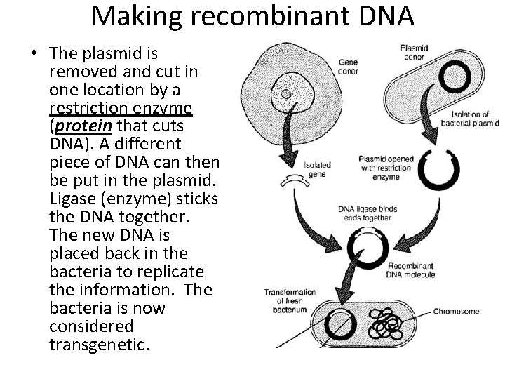 Making recombinant DNA • The plasmid is removed and cut in one location by