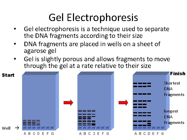 Gel Electrophoresis • • • Start Gel electrophoresis is a technique used to separate