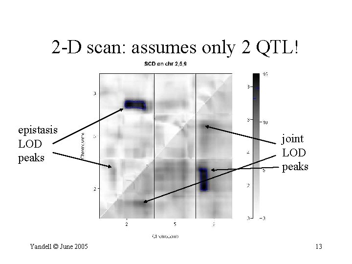 2 -D scan: assumes only 2 QTL! epistasis LOD peaks Yandell © June 2005