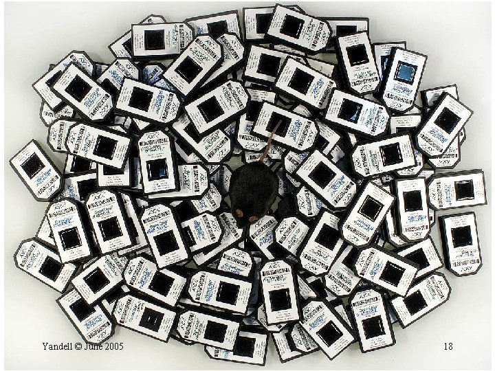 Yandell © June 2005 18 