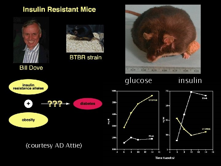 glucose insulin (courtesy AD Attie) Yandell © June 2005 5 