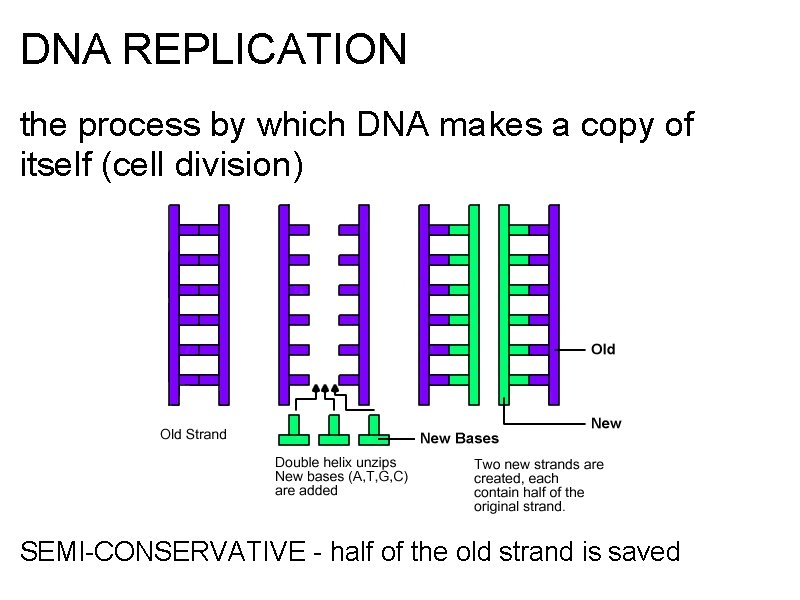 DNA REPLICATION the process by which DNA makes a copy of itself (cell division)