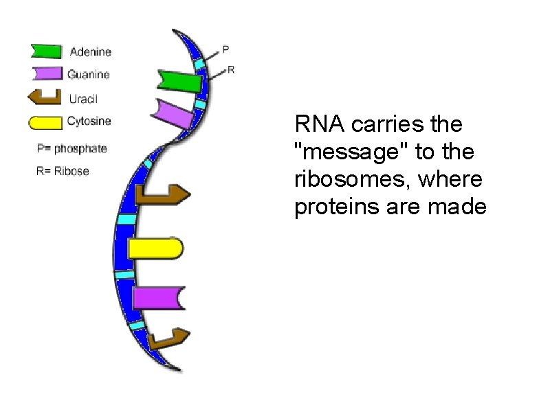 RNA carries the "message" to the ribosomes, where proteins are made 