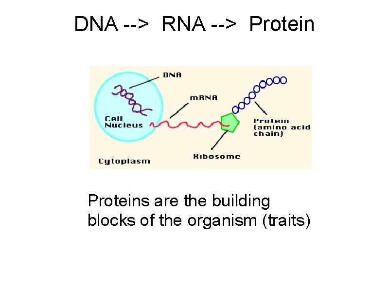 DNA --> RNA --> Proteins are the building blocks of the organism (traits) 
