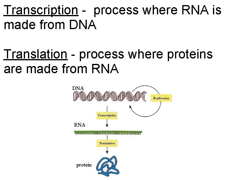 Transcription - process where RNA is made from DNA Translation - process where proteins