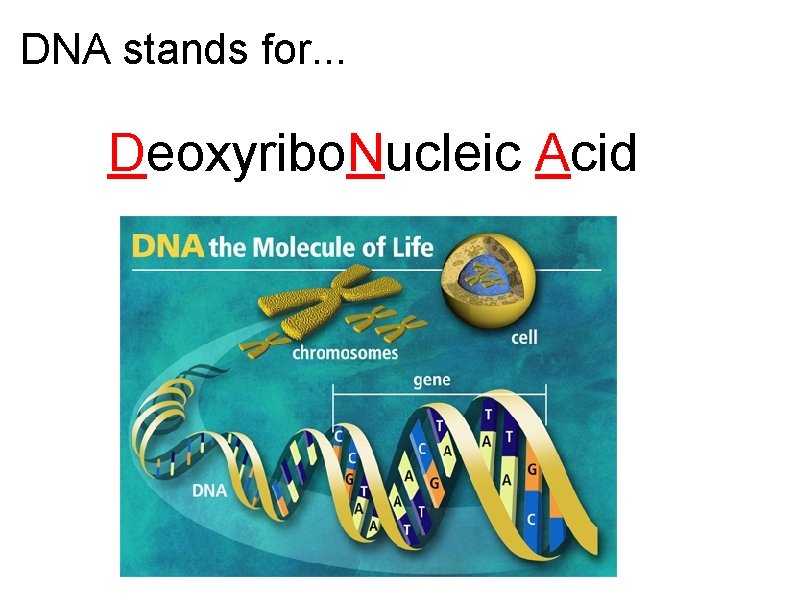 DNA stands for. . . Deoxyribo. Nucleic Acid 