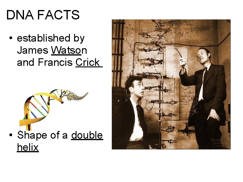 DNA FACTS • established by James Watson and Francis Crick • Shape of a