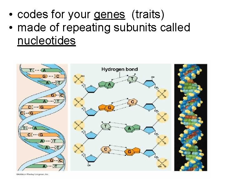  • codes for your genes (traits) • made of repeating subunits called nucleotides