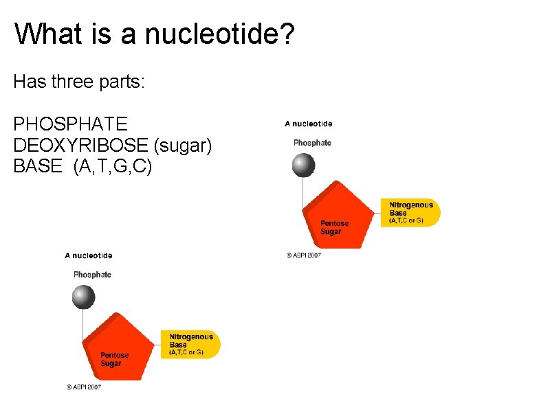 What is a nucleotide? Has three parts: PHOSPHATE DEOXYRIBOSE (sugar) BASE (A, T, G,