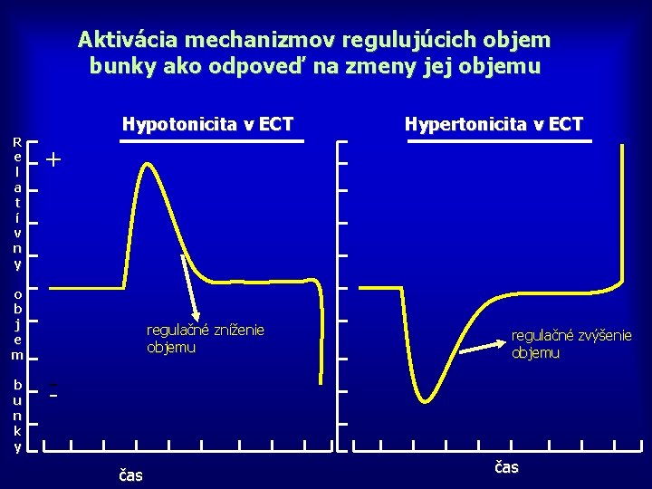 Aktivácia mechanizmov regulujúcich objem bunky ako odpoveď na zmeny jej objemu R e l