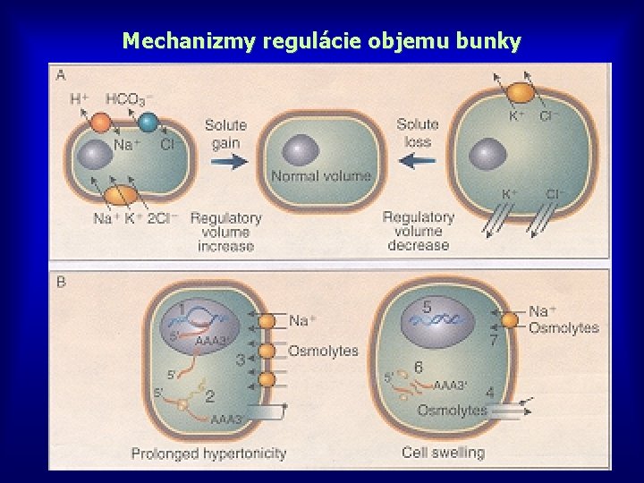 Mechanizmy regulácie objemu bunky 