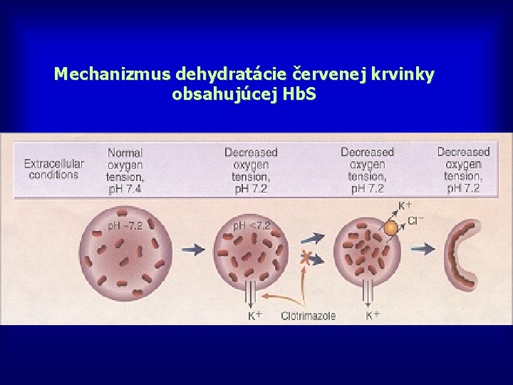 Mechanizmus dehydratácie červenej krvinky obsahujúcej Hb. S 
