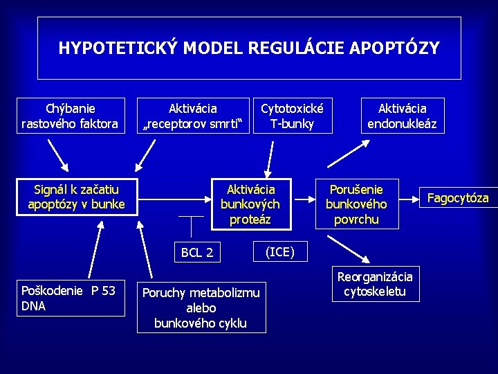 HYPOTETICKÝ MODEL REGULÁCIE APOPTÓZY Chýbanie rastového faktora Aktivácia „receptorov smrti“ Signál k začatiu apoptózy