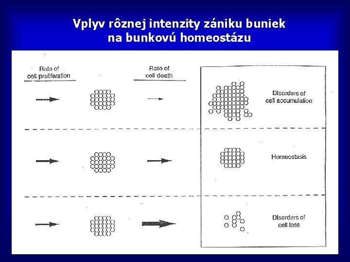Vplyv rôznej intenzity zániku buniek na bunkovú homeostázu 