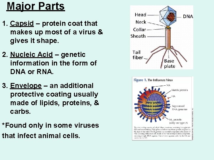 Major Parts 1. Capsid – protein coat that makes up most of a virus