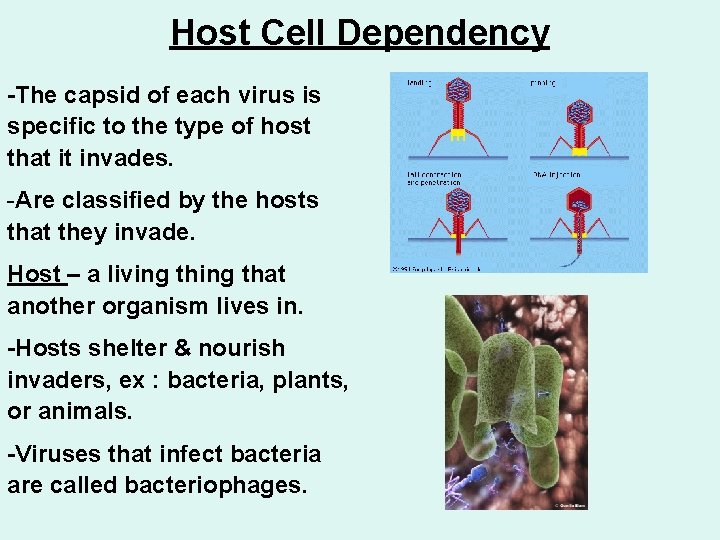 Host Cell Dependency -The capsid of each virus is specific to the type of