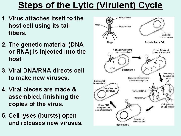 Steps of the Lytic (Virulent) Cycle 1. Virus attaches itself to the host cell