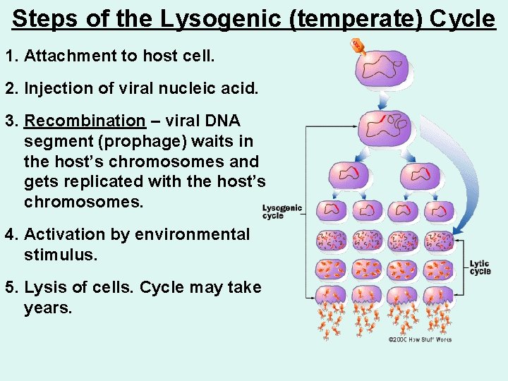 Steps of the Lysogenic (temperate) Cycle 1. Attachment to host cell. 2. Injection of