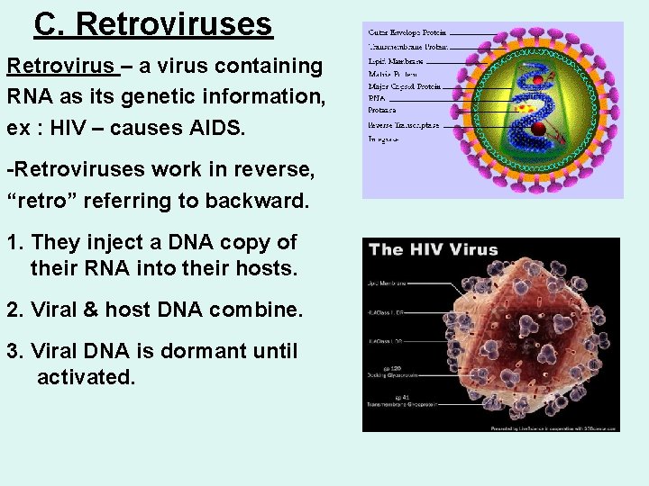 C. Retroviruses Retrovirus – a virus containing RNA as its genetic information, ex :