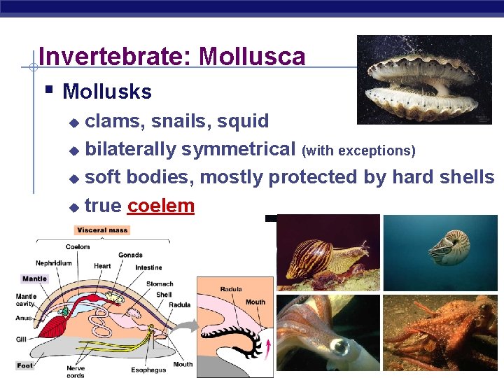 Invertebrate: Mollusca § Mollusks clams, snails, squid u bilaterally symmetrical (with exceptions) u soft