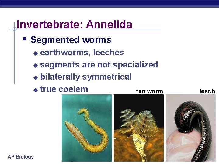 Invertebrate: Annelida § Segmented worms earthworms, leeches u segments are not specialized u bilaterally