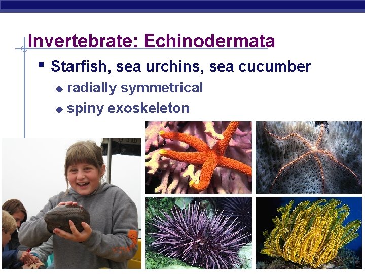 Invertebrate: Echinodermata § Starfish, sea urchins, sea cucumber radially symmetrical u spiny exoskeleton u