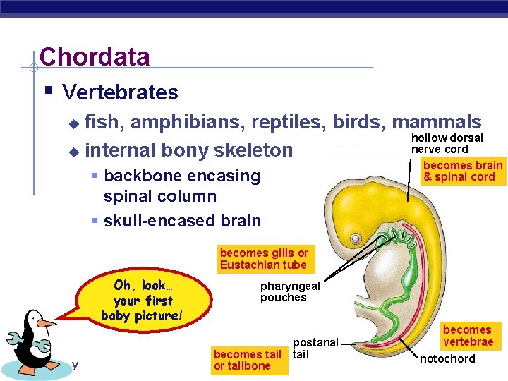 Chordata § Vertebrates fish, amphibians, reptiles, birds, mammals hollow dorsal nerve cord u internal