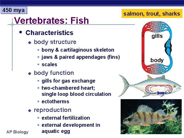 450 mya Vertebrates: Fish § Characteristics u body structure § bony & cartilaginous skeleton