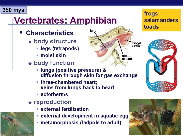 350 mya frogs salamanders toads Vertebrates: Amphibian § Characteristics u body structure § legs