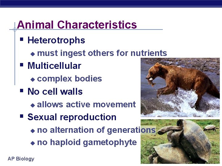 Animal Characteristics § Heterotrophs u must ingest others for nutrients § Multicellular u complex