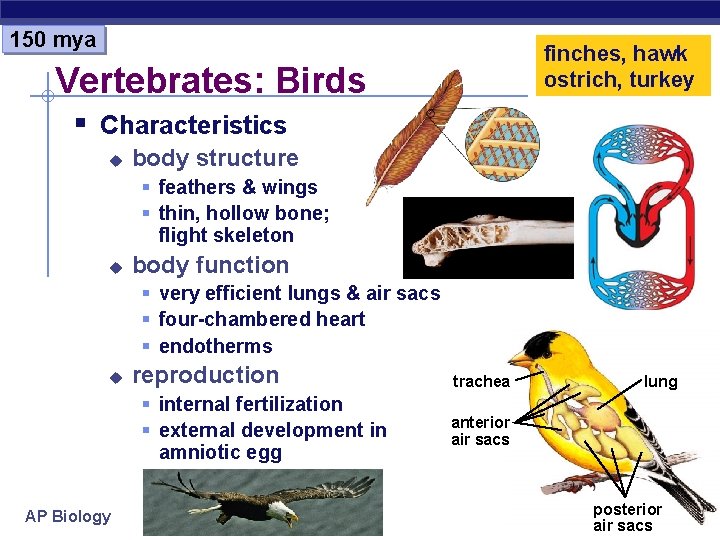 150 mya finches, hawk ostrich, turkey Vertebrates: Birds § Characteristics u body structure §