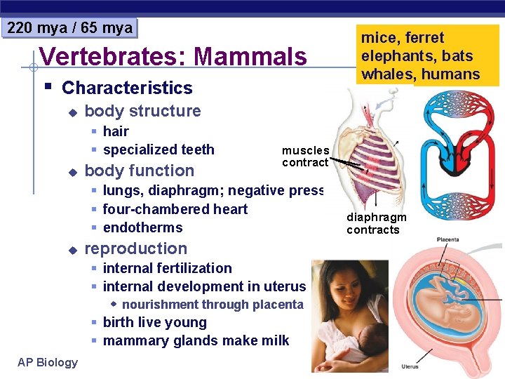 220 mya / 65 mya Vertebrates: Mammals § Characteristics u body structure § hair