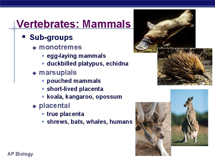 Vertebrates: Mammals § Sub-groups u monotremes § egg-laying mammals § duckbilled platypus, echidna u