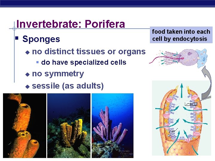 Invertebrate: Porifera § Sponges u no distinct tissues or organs § do have specialized