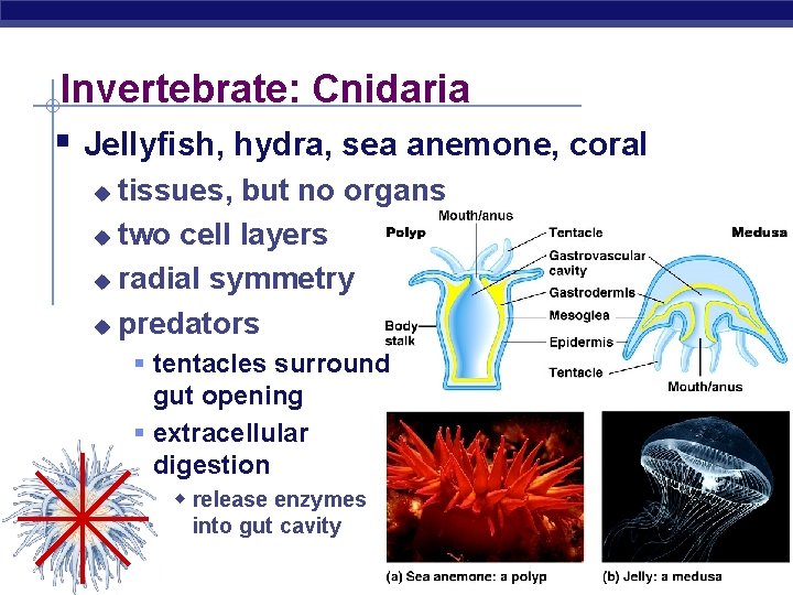 Invertebrate: Cnidaria § Jellyfish, hydra, sea anemone, coral tissues, but no organs u two