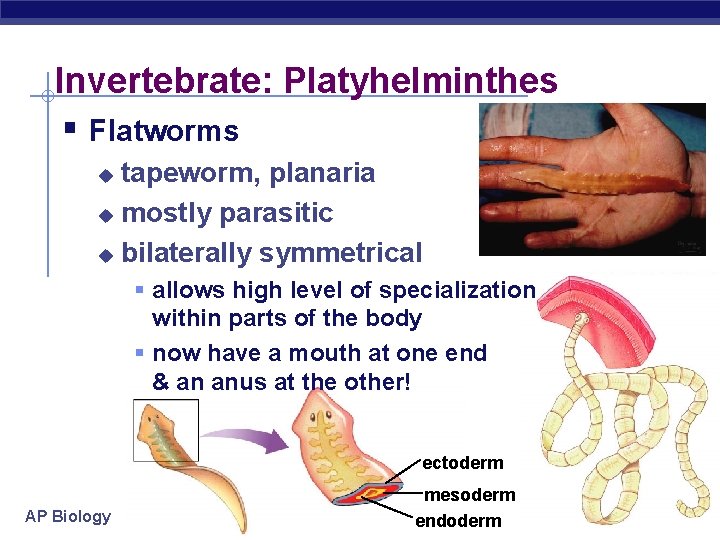 Invertebrate: Platyhelminthes § Flatworms tapeworm, planaria u mostly parasitic u bilaterally symmetrical u §