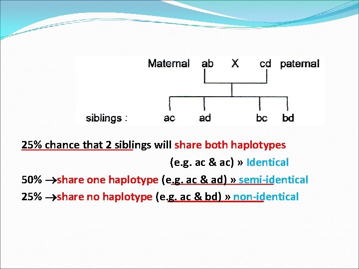 25% chance that 2 siblings will share both haplotypes (e. g. ac & ac)