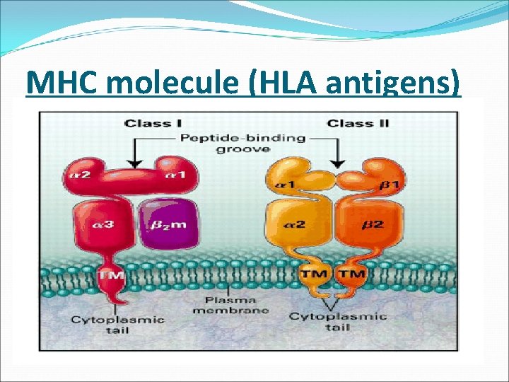 MHC molecule (HLA antigens) 