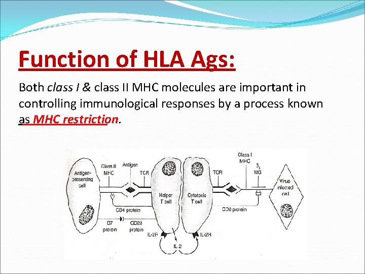 Function of HLA Ags: Both class I & class II MHC molecules are important