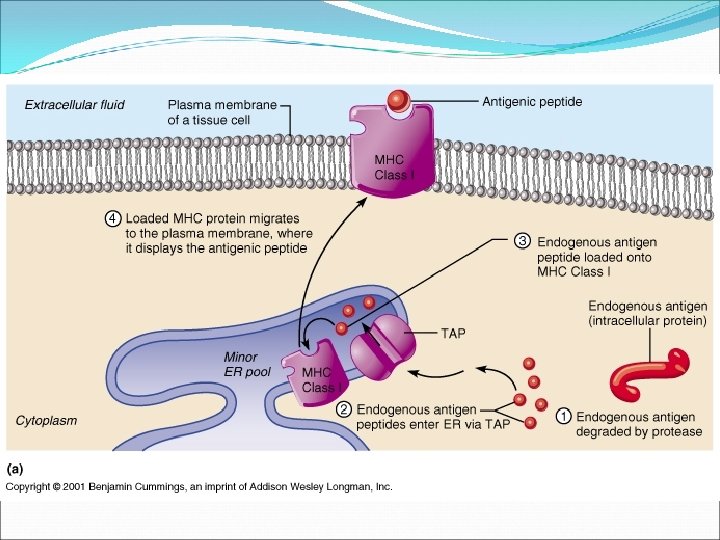 (cytosolic pathway) 