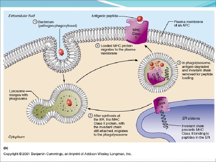 (Endocytic pathway) 