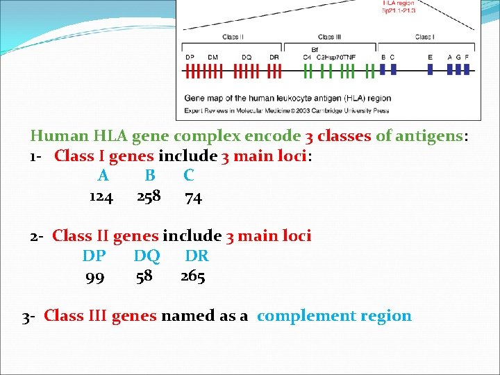  Human HLA gene complex encode 3 classes of antigens: 1 - Class I