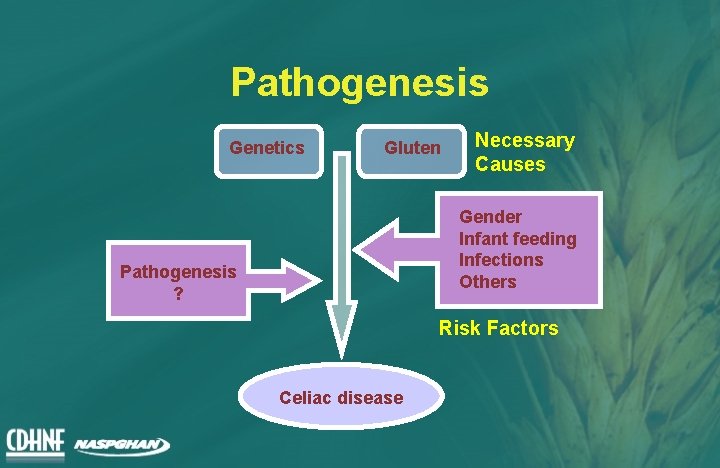 Pathogenesis Genetics Gluten Necessary Causes Gender Infant feeding Infections Others Pathogenesis ? Risk Factors