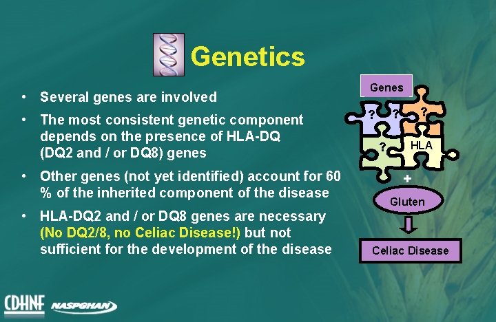 Genetics • Several genes are involved • The most consistent genetic component depends on