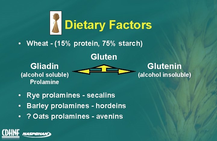 Dietary Factors • Wheat - (15% protein, 75% starch) Gliadin Gluten (alcohol soluble) Prolamine