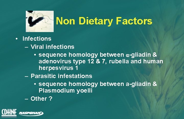 Non Dietary Factors • Infections – Viral infections • sequence homology between a-gliadin &