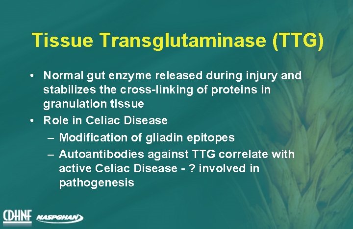 Tissue Transglutaminase (TTG) • Normal gut enzyme released during injury and stabilizes the cross-linking